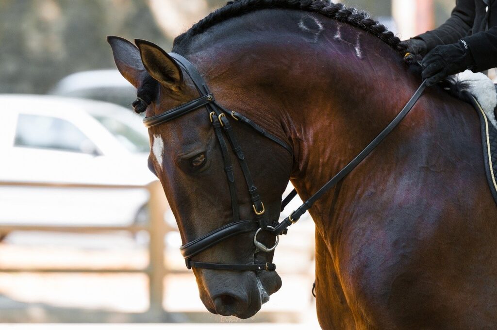 eCommerce websites for the equestrian trade in the UK. Bespoke design, mobile friendly.