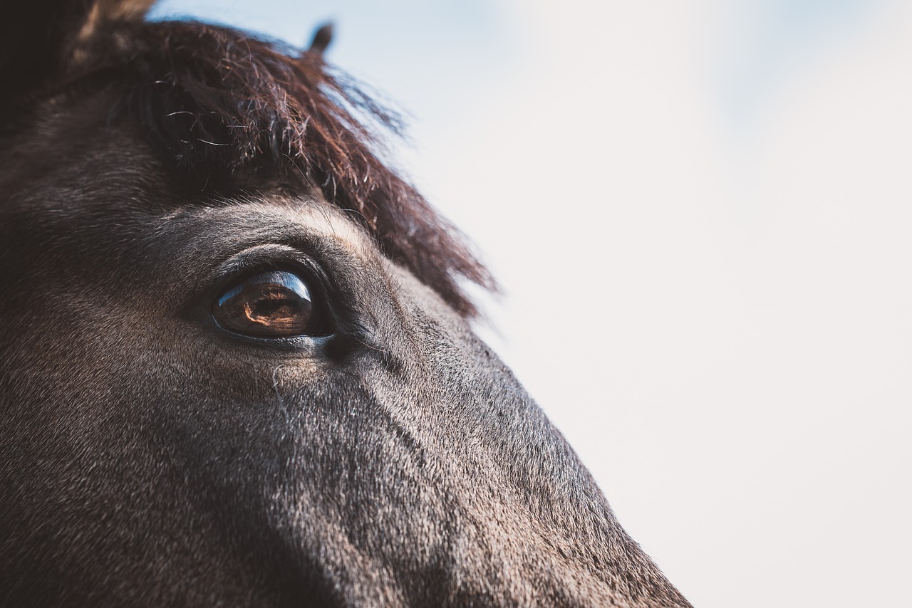 Equestrian website designer